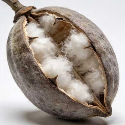 Quelle est la différence entre la fibre de kapok et la fibre de coton ?